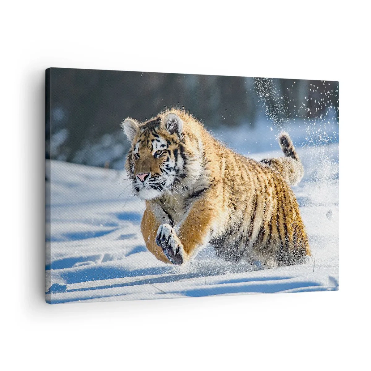 Vászonkép - Egy szibériai tigris fut a havas tájon - 70x50cm - A szibériai tajga istene - Modern fali dekoráció nappalihoz és hálószobához ARTTOR