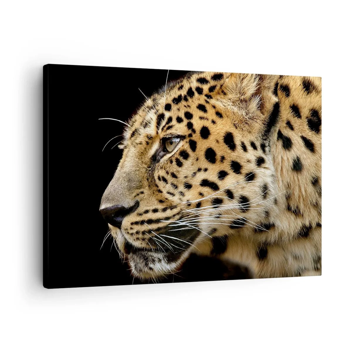Vászonkép - Leopárdfej közeli képe fekete háttér előtt - 70x50cm - Nyugodt, koncentrált, kész - Modern fali dekoráció nappalihoz és hálószobához ARTTOR