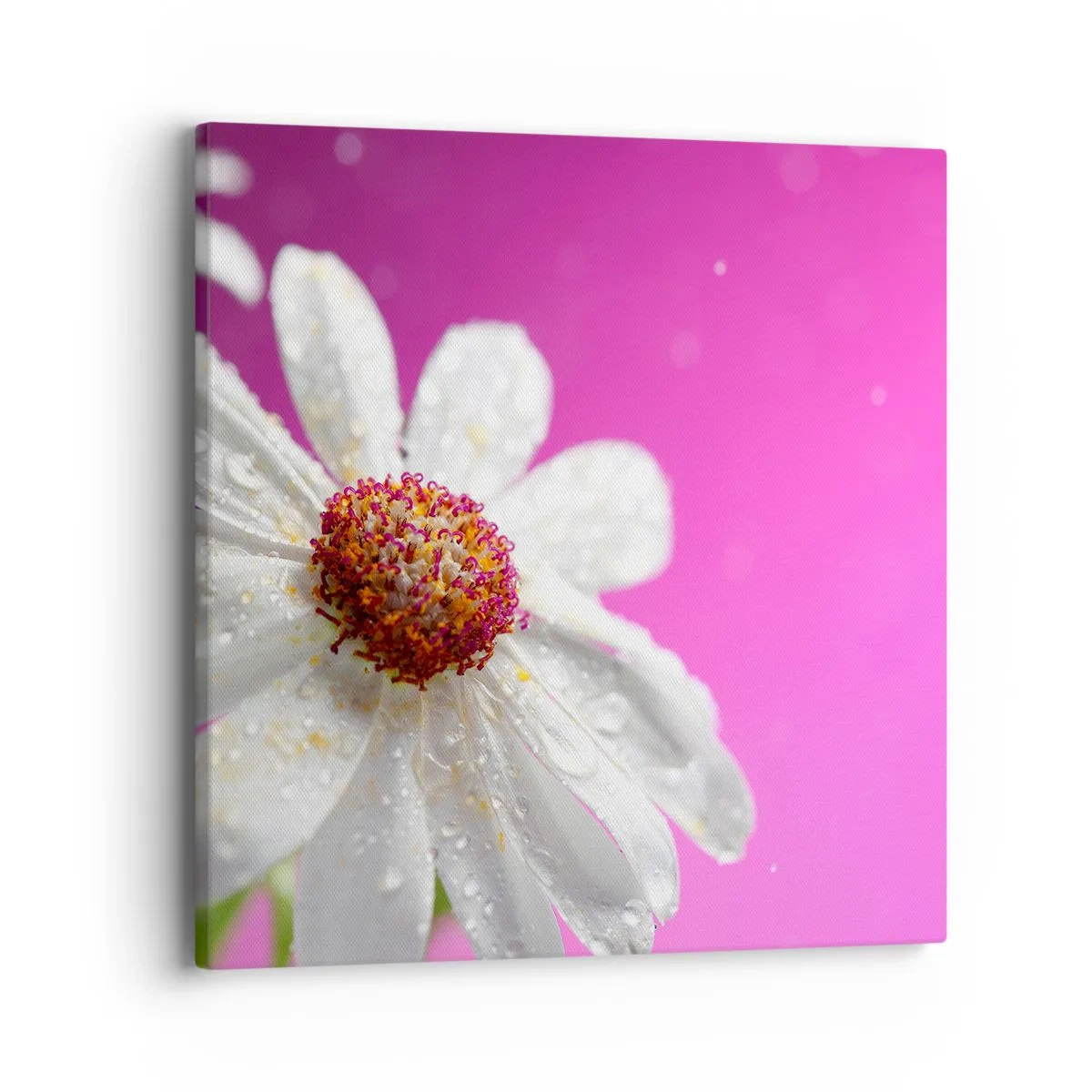 Vászonkép - A Szépségében szerény - 40x40 cm