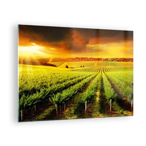 Üveg kép - Szőlőskert a lenyugvó nap fényében - 70x50cm - Ausztrál nap alatt - Modern fali dekoráció nappalihoz és hálószobához ARTTOR