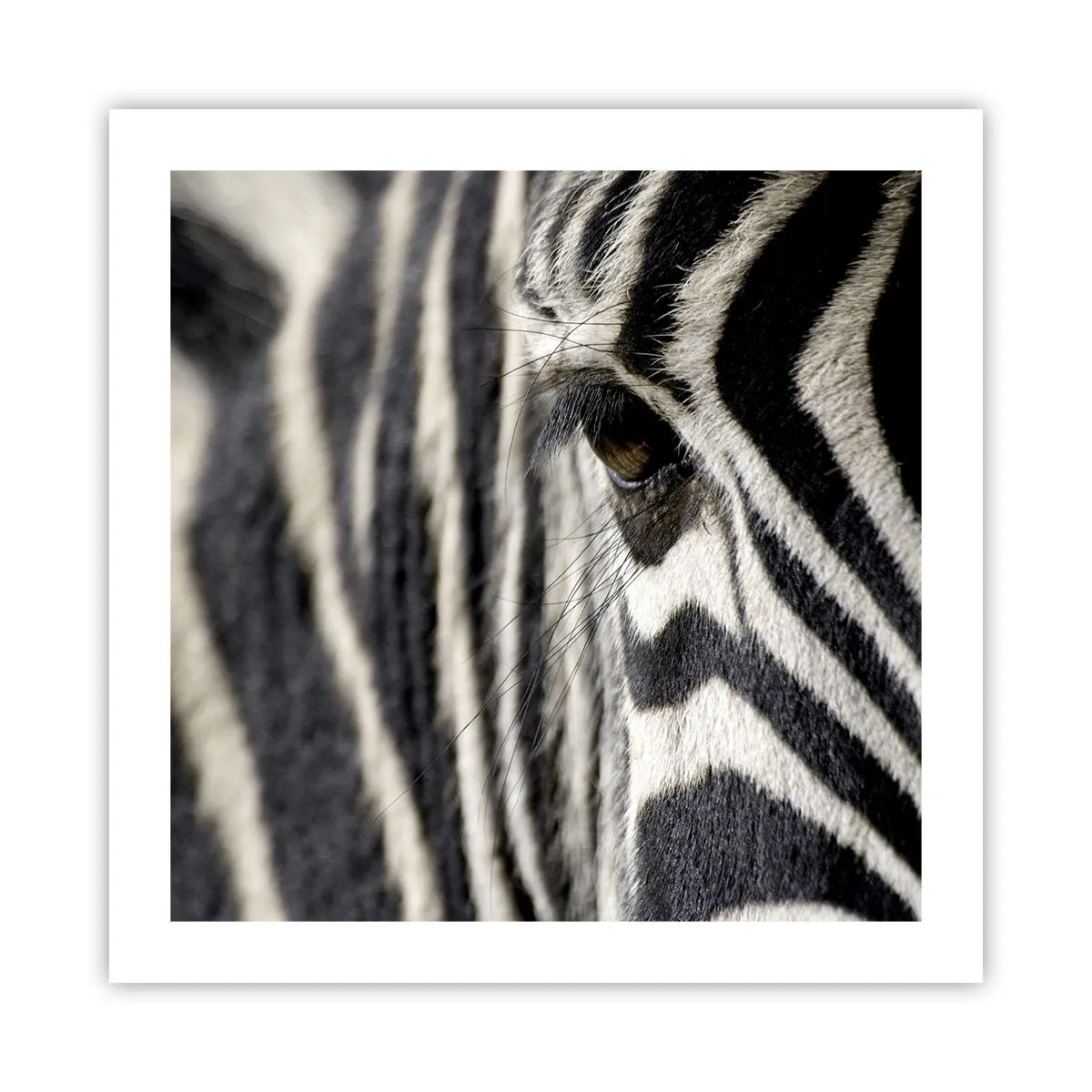 Poszter - Csíkos portré - 50x50 cm