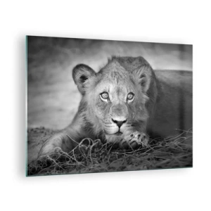 Üveg kép - Egy fekete-fehér oroszlánkölyök bámul a kamerába - 70x50cm - Királyi kölyök - Modern fali dekoráció nappalihoz és hálószobához ARTTOR