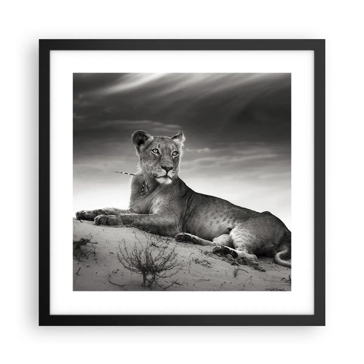 Poszter fehér keretben - A sivatagi királynő pihenése - 40x40 cm
