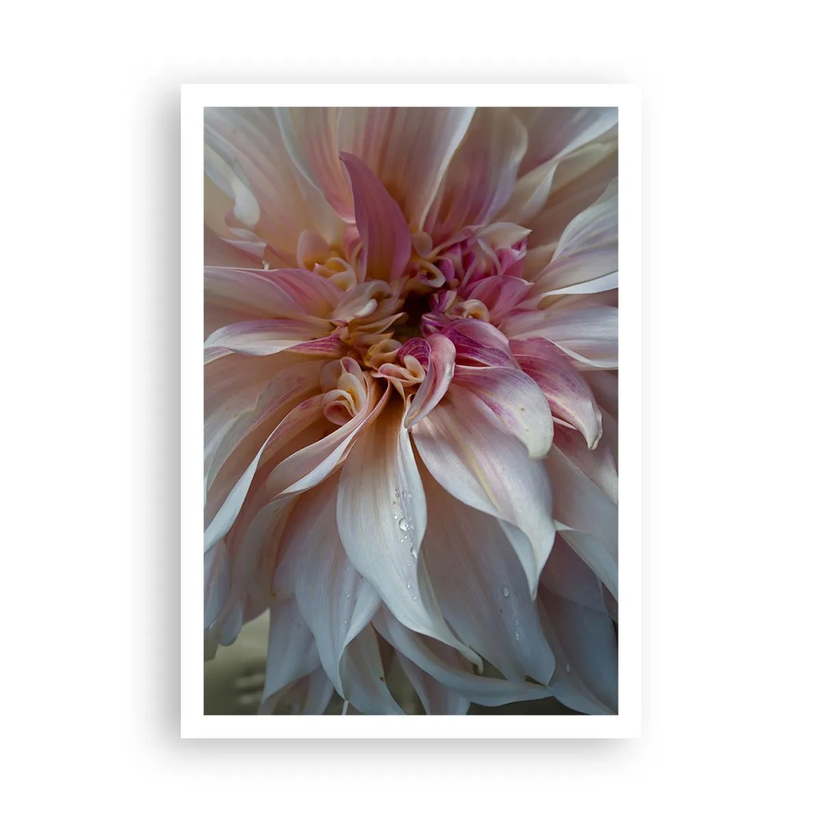 Poszter - Virágzó frissesség - 70x100 cm