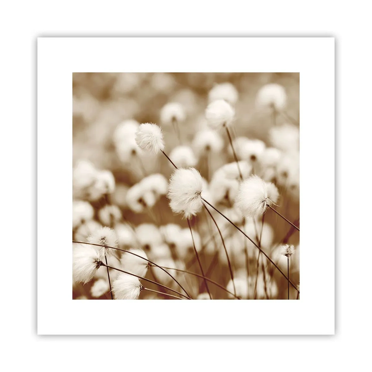 Poszter - Bolyhos termés - 30x30 cm