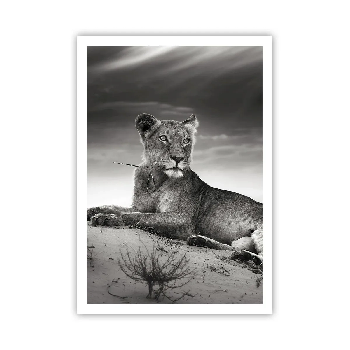 Poszter - A sivatagi királynő pihenése - 70x100 cm