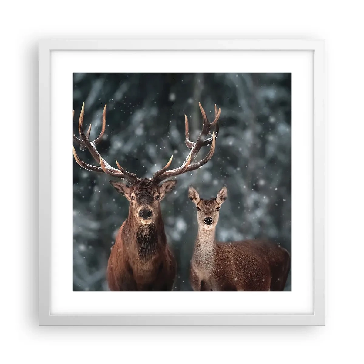 Poszter fekete keretben - Az erdő ura a feleségével - 40x40 cm