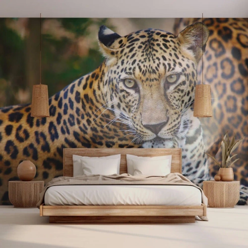 Fotótapéta Premium Sand - Vad és nyugott - Állatok, leopárd, Afrika - 100x70 cm
