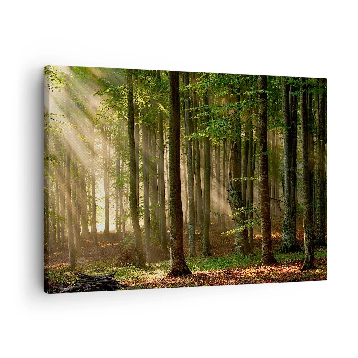 Vászonkép - Napsugarak áthatolnak az erdő fái között - 70x50cm - Ragyogó tavaszi reggelen - Modern fali dekoráció nappalihoz és hálószobához ARTTOR