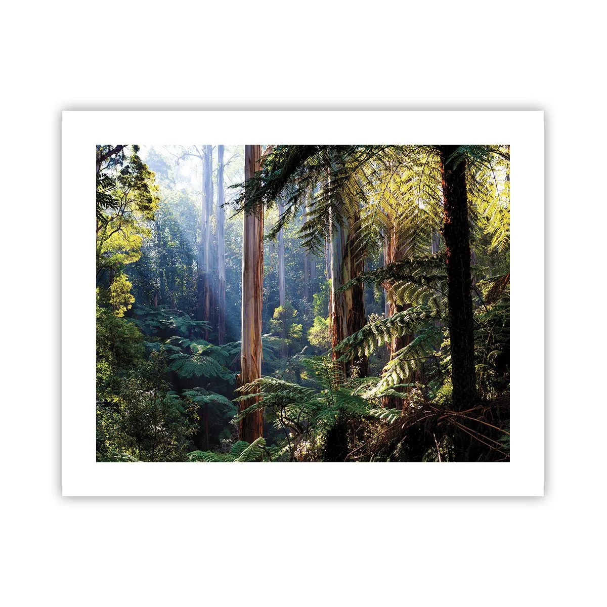 Poszter - Erdei mese - 50x40 cm