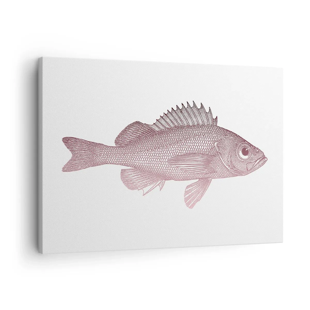 Vászonkép - Részletes illusztráció egy halról fehér alapon - 70x50cm - Nagyszemű hal - Modern fali dekoráció nappalihoz és hálószobához ARTTOR