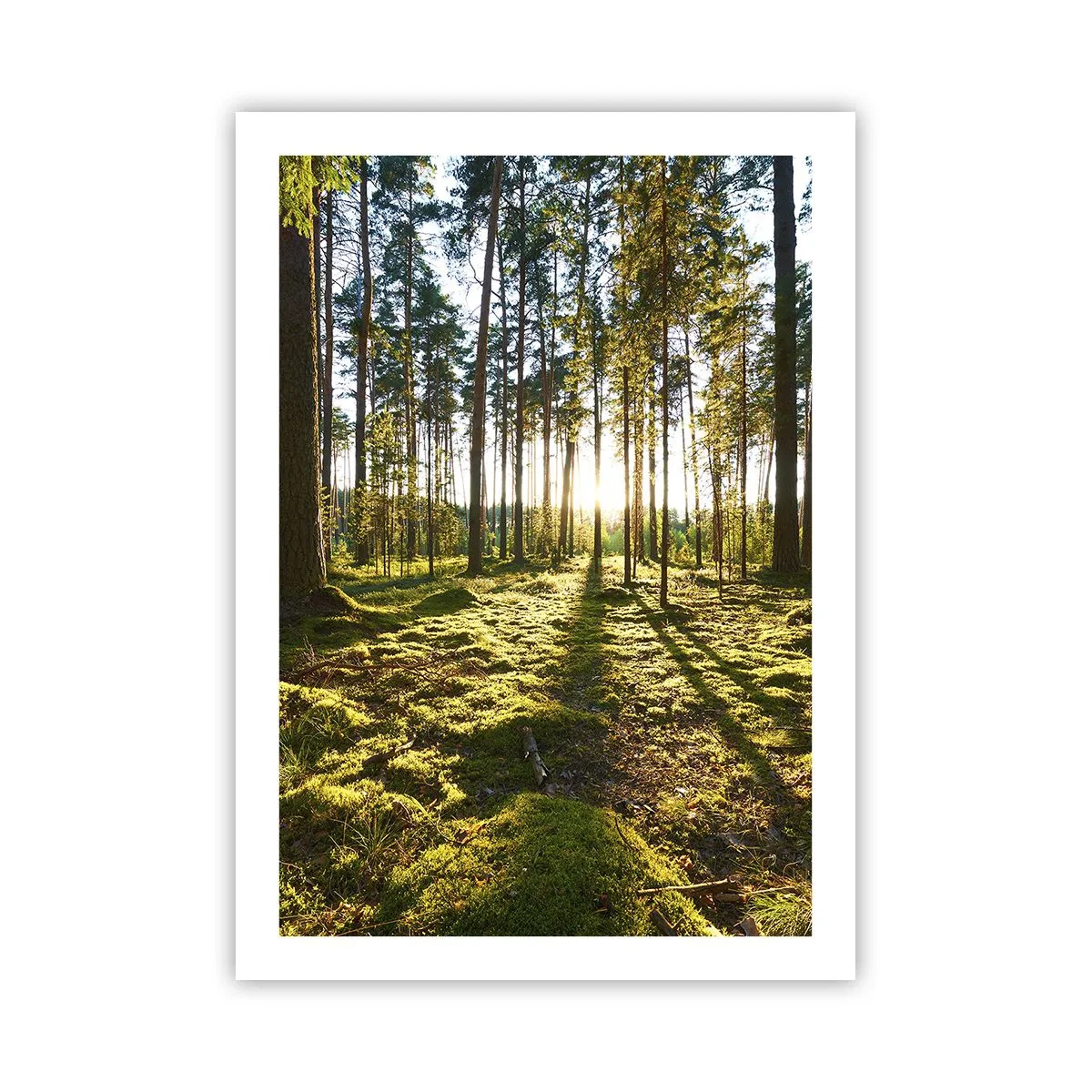 Poszter - … A hét erdőn túl - 50x70 cm