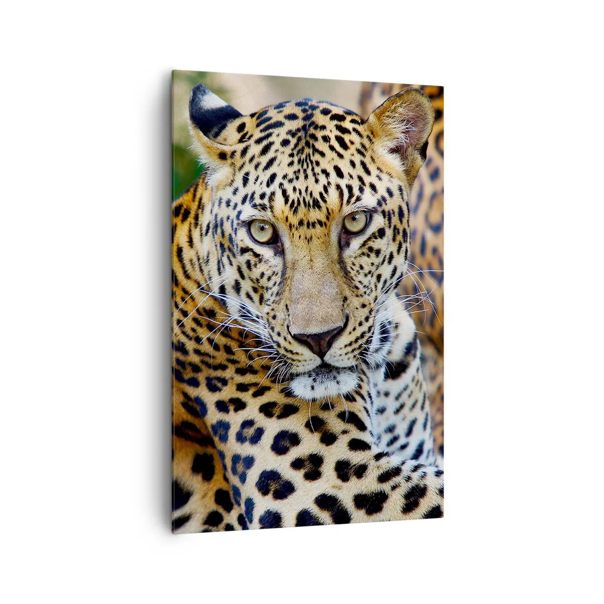 Vászonkép - Vad és nyugott - 80x120 cm