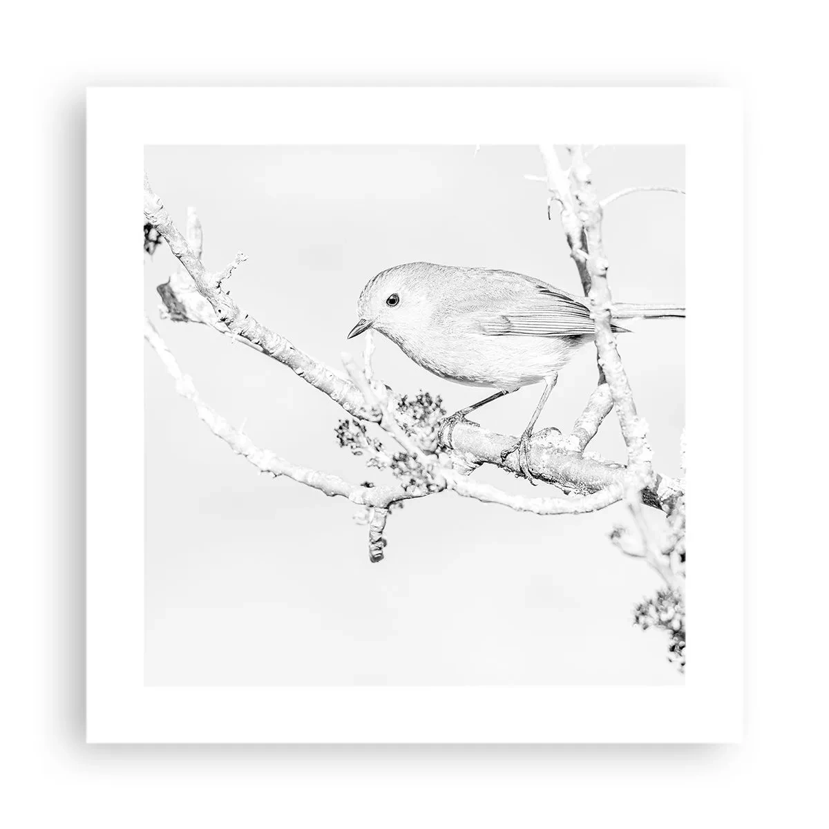 Poszter - Téli reggel - 40x40 cm