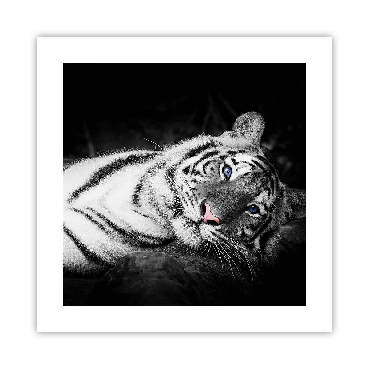 Poszter - Vadság és nyugalom - 40x40 cm