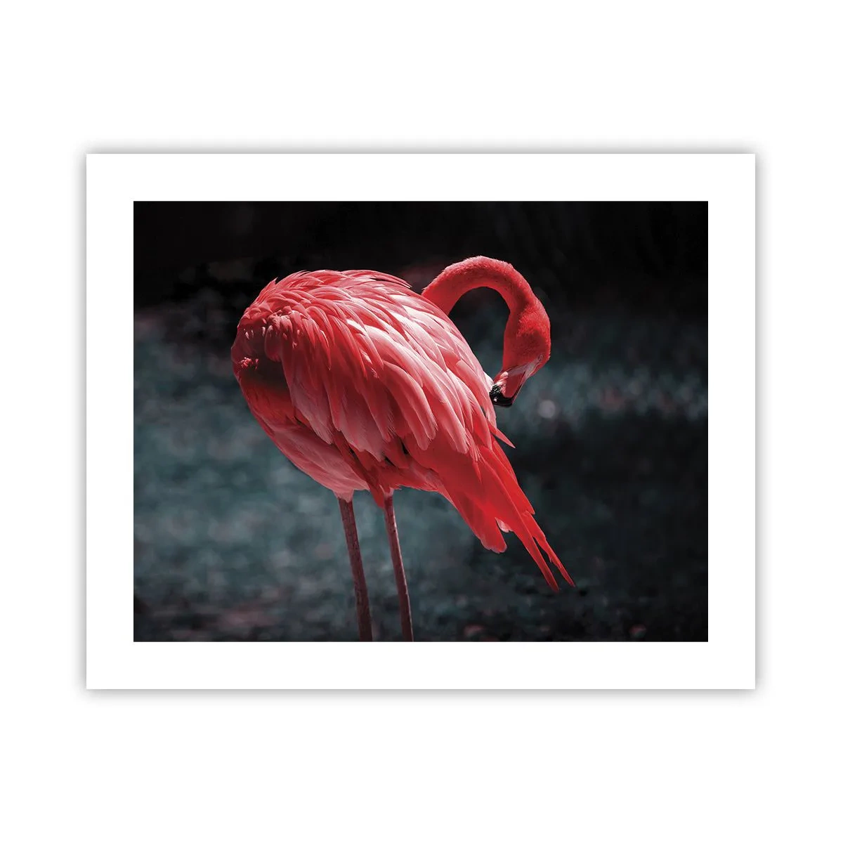 Poszter - A természet karmazsinvörös verse - 50x40 cm