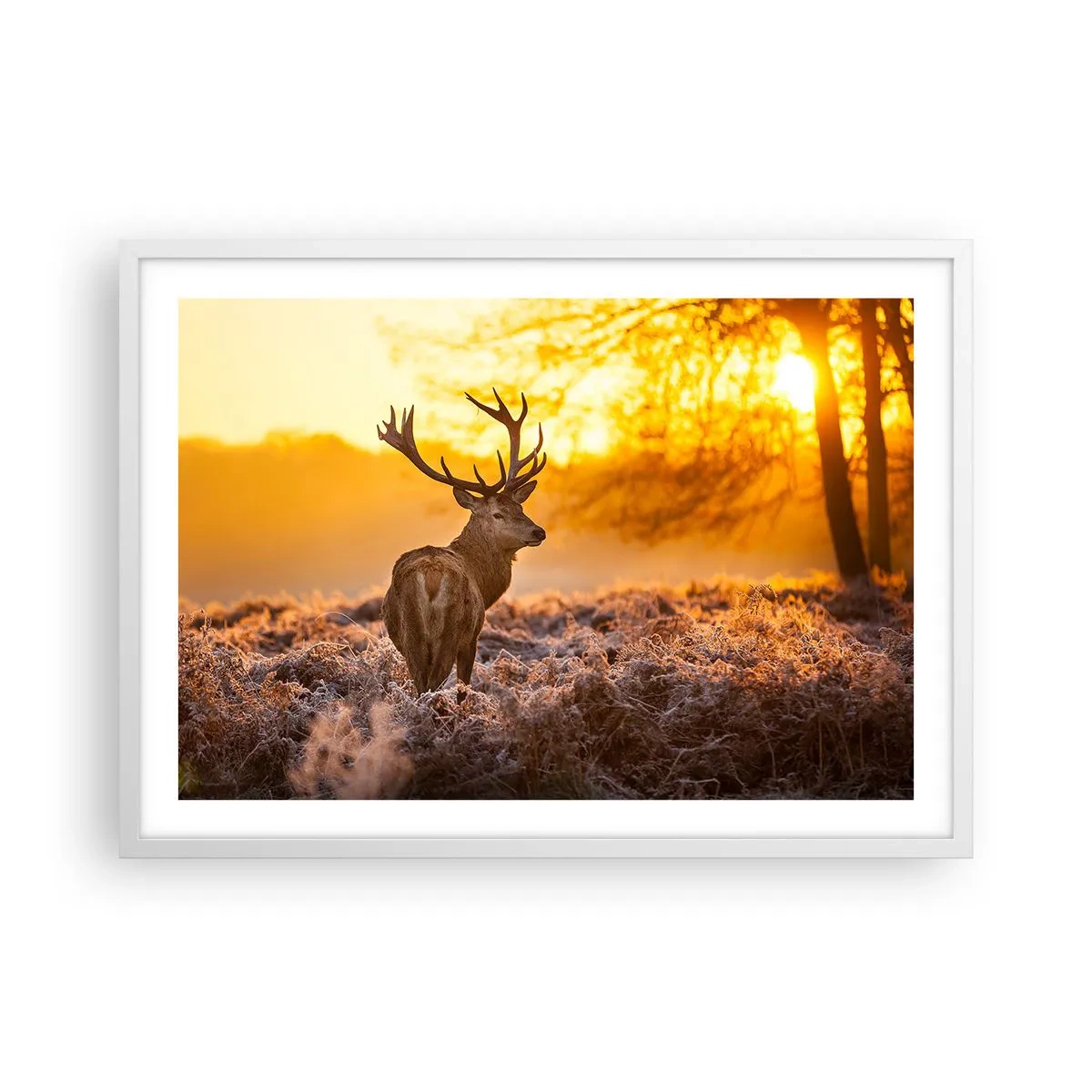 Poszter fekete keretben - Az őszi erdő királya - 70x50 cm