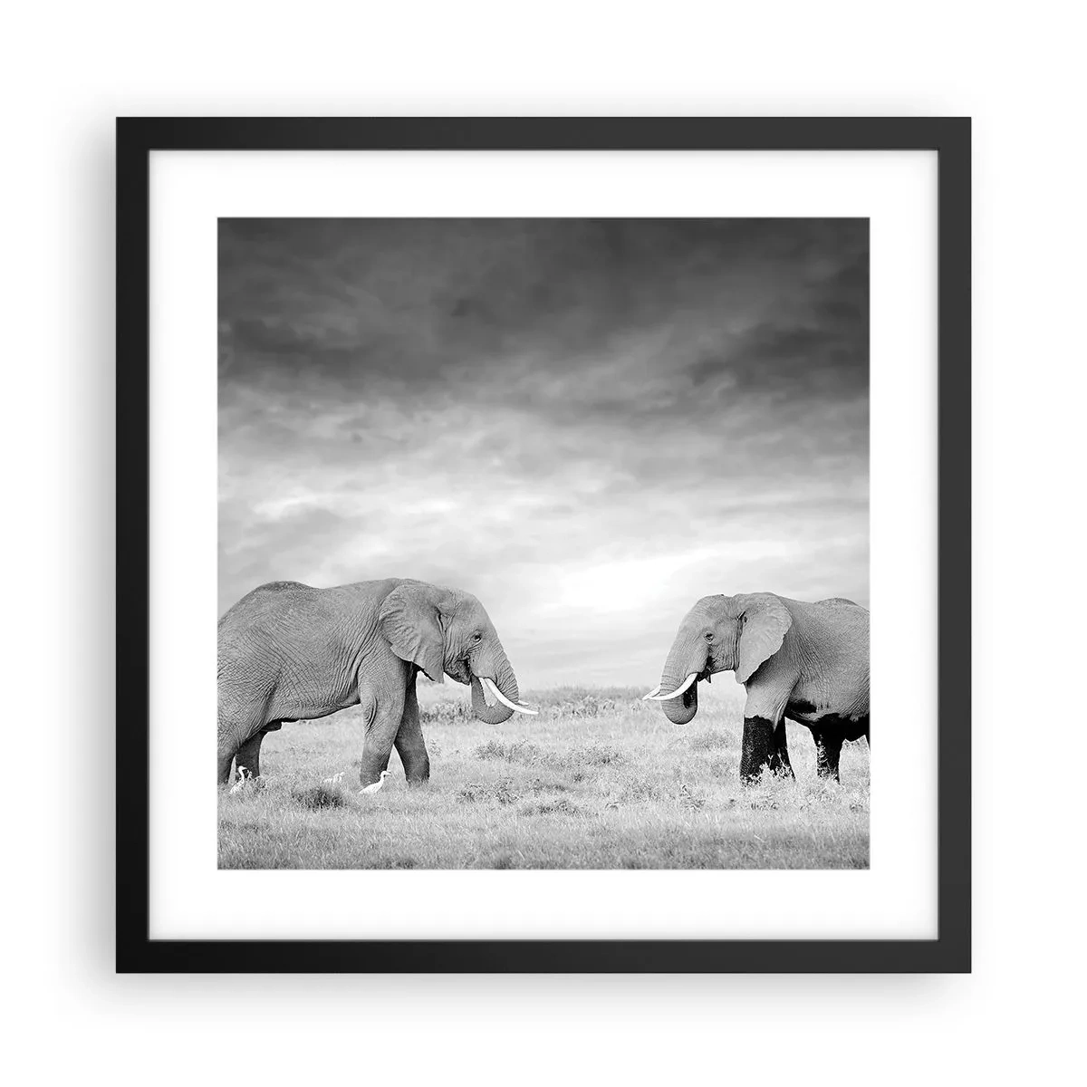 Poszter fehér keretben - A szürke gyönyörű - 40x40 cm