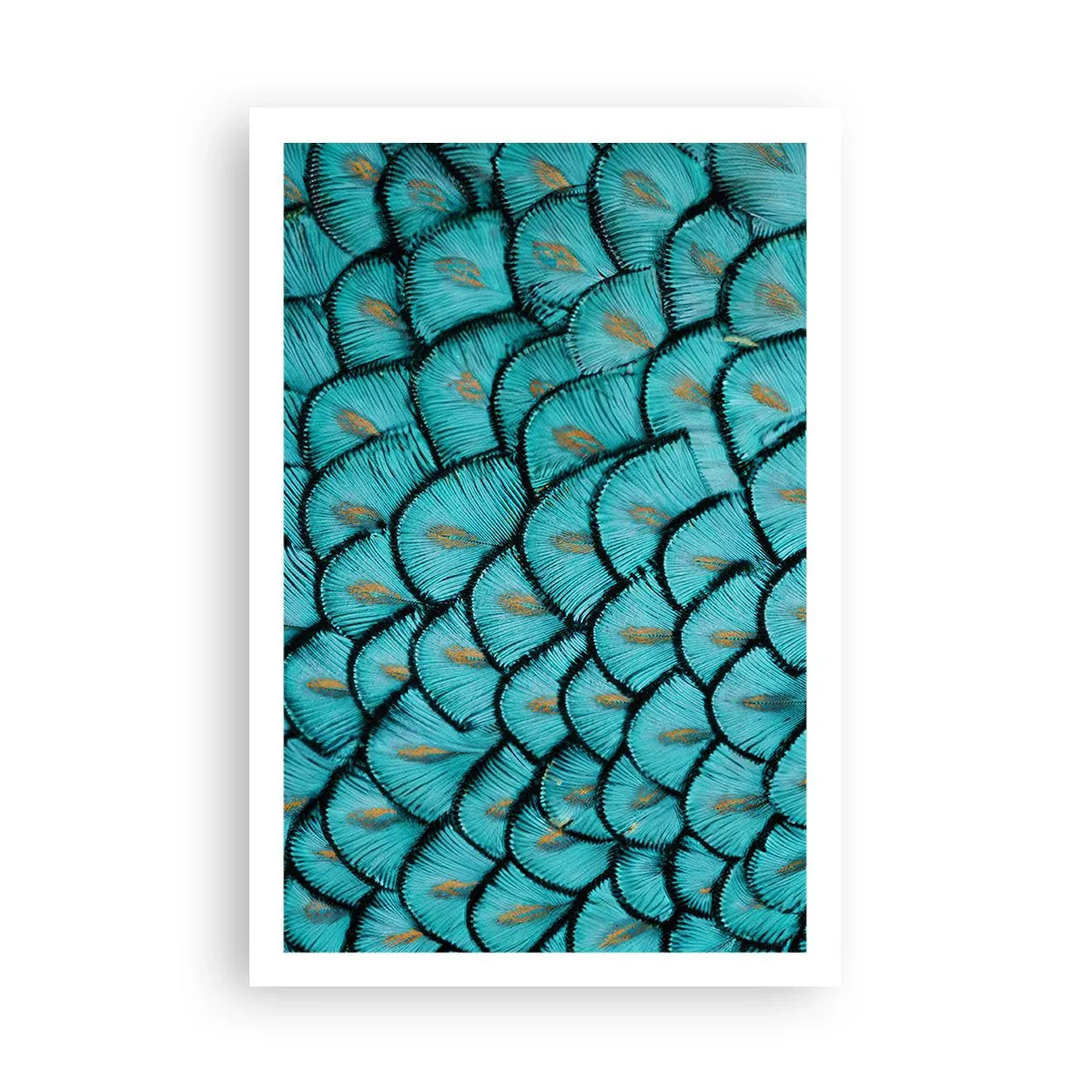 Poszter - A tollak nagy gálája - 61x91 cm