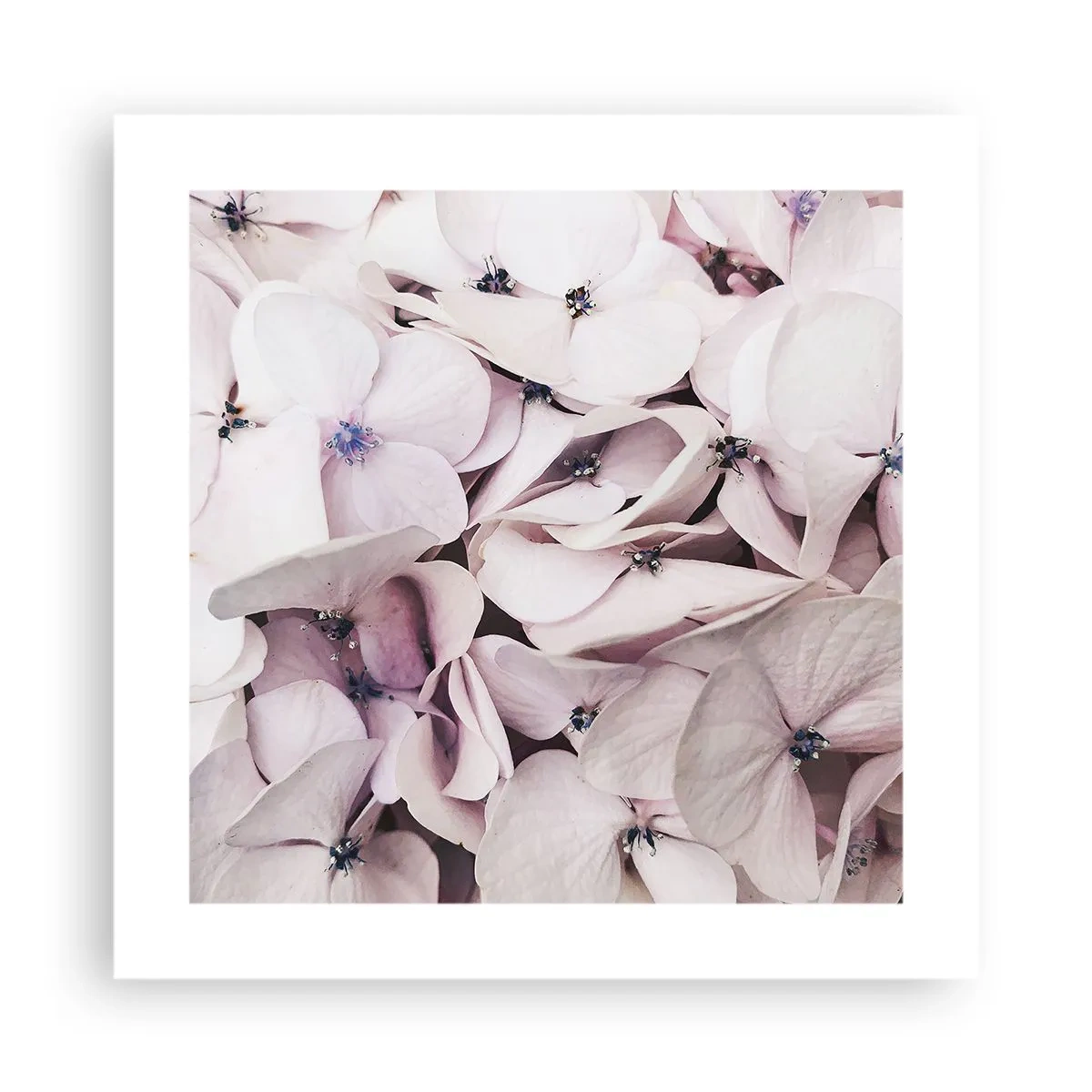 Poszter - A virágok áradatában - 40x40 cm