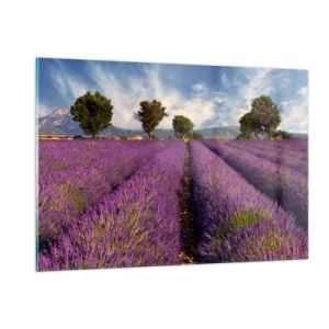 Üveg kép - Levendula mezők - 120x80 cm