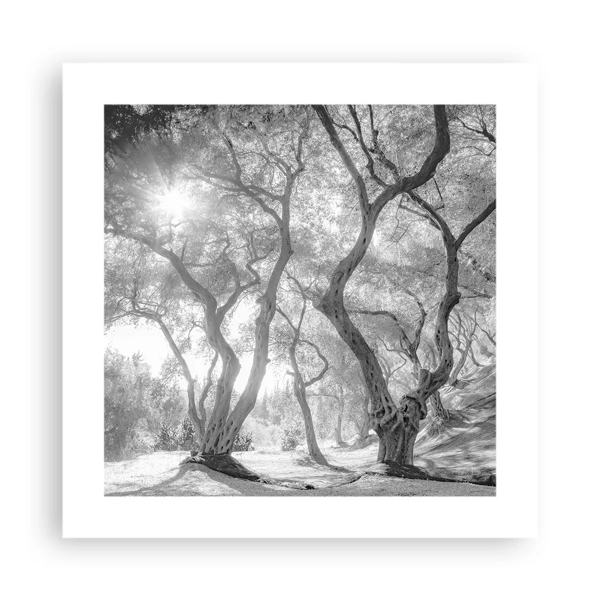 Poszter - Egy olajfaligetben - 40x40 cm