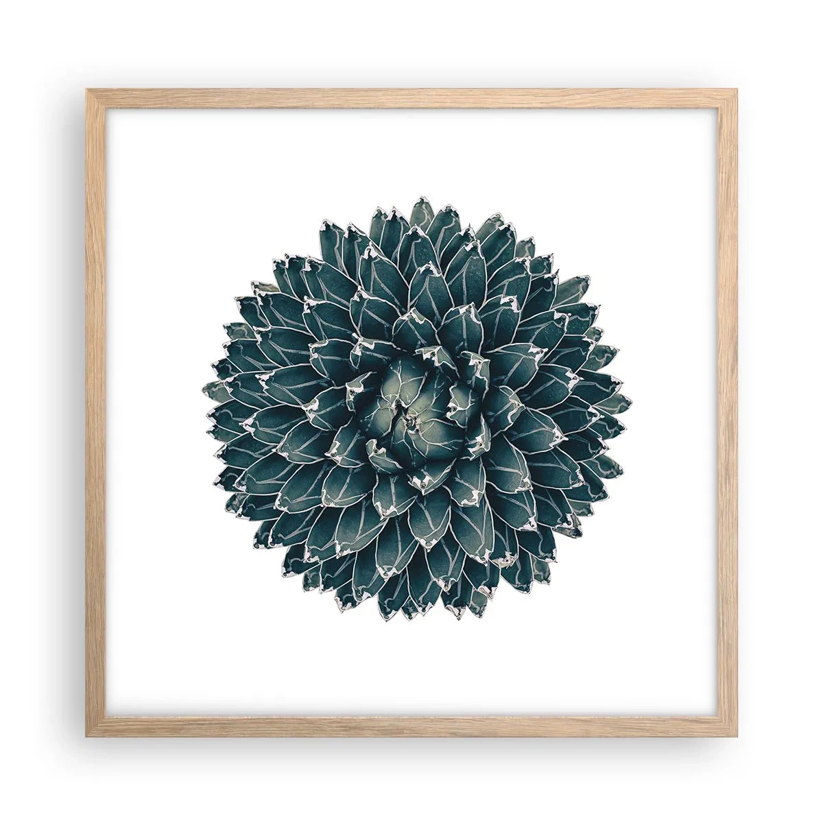 Poszter világos tölgy keretben - A sivatag csillaga - 50x50 cm