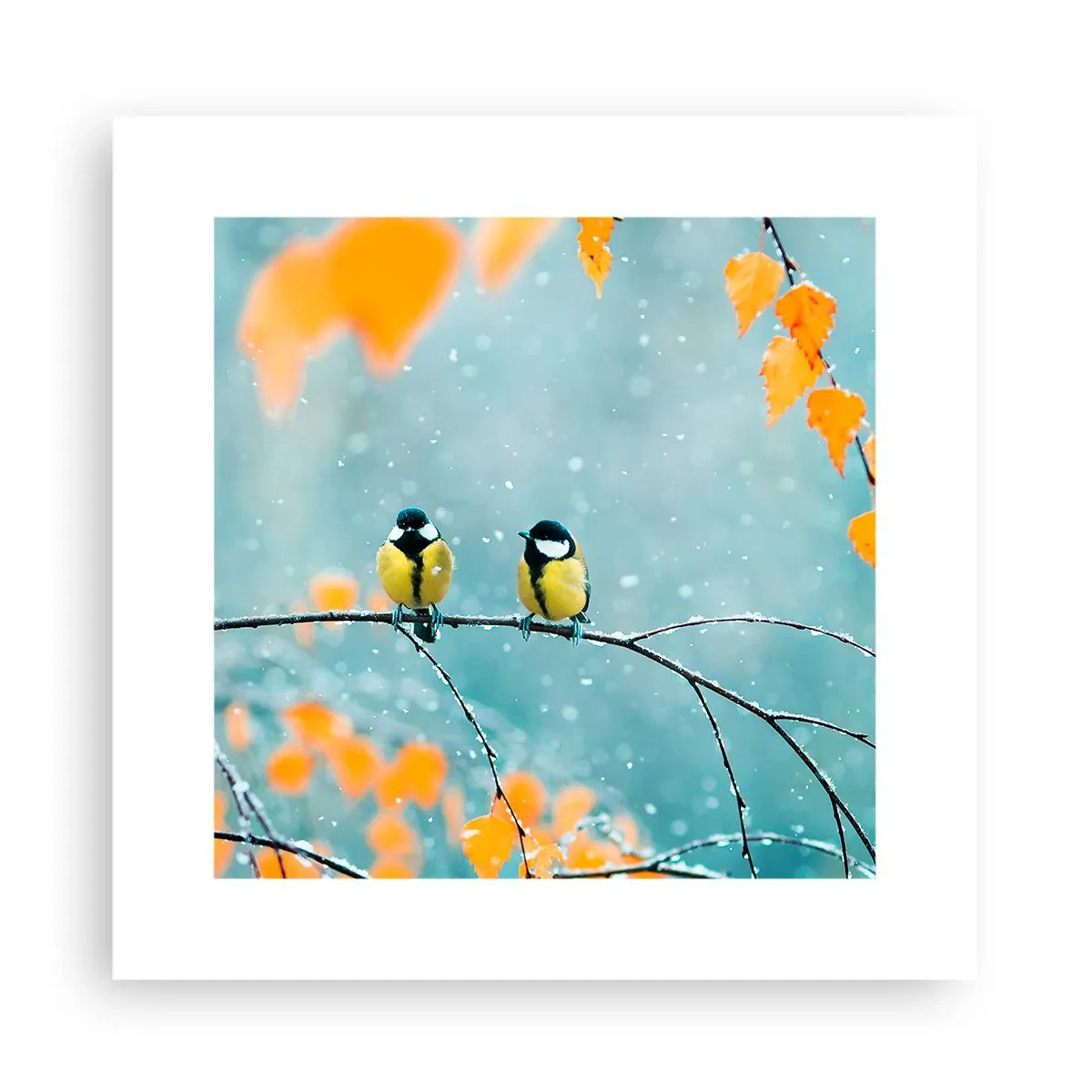 Poszter - Madárpletykák - 30x30 cm