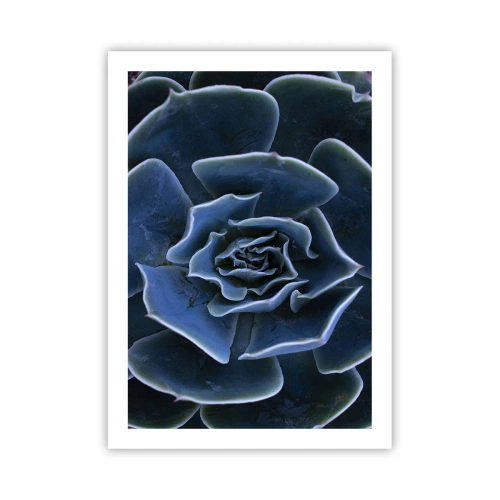 Poszter - A sivatag virága - 50x70 cm