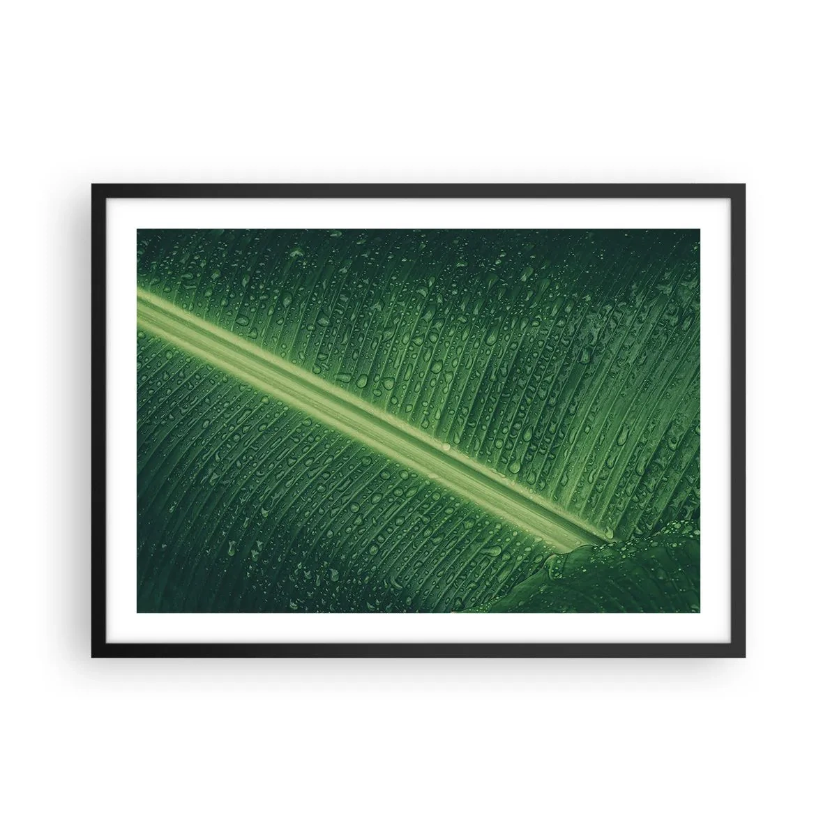 Poszter fehér keretben - A növényzet szerkezete - 70x50 cm