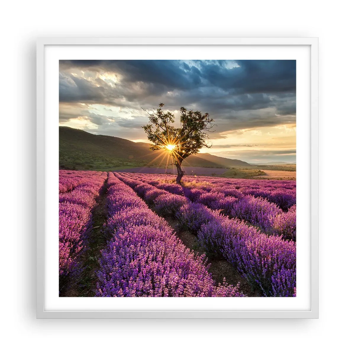 Poszter fekete keretben - Lila színű illat - 60x60 cm
