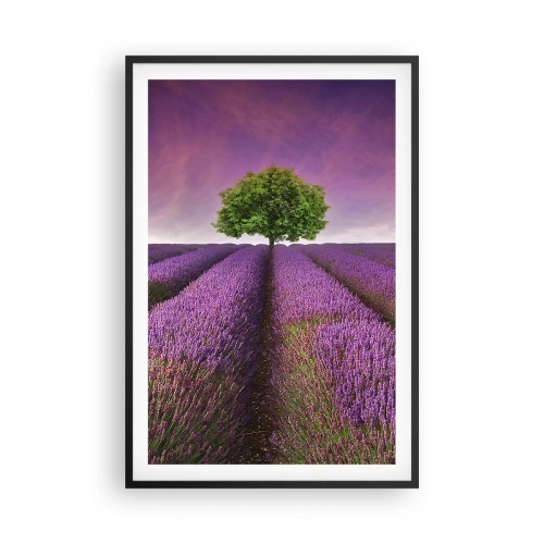 Poszter fehér keretben - Levendulaföldeken - 61x91 cm