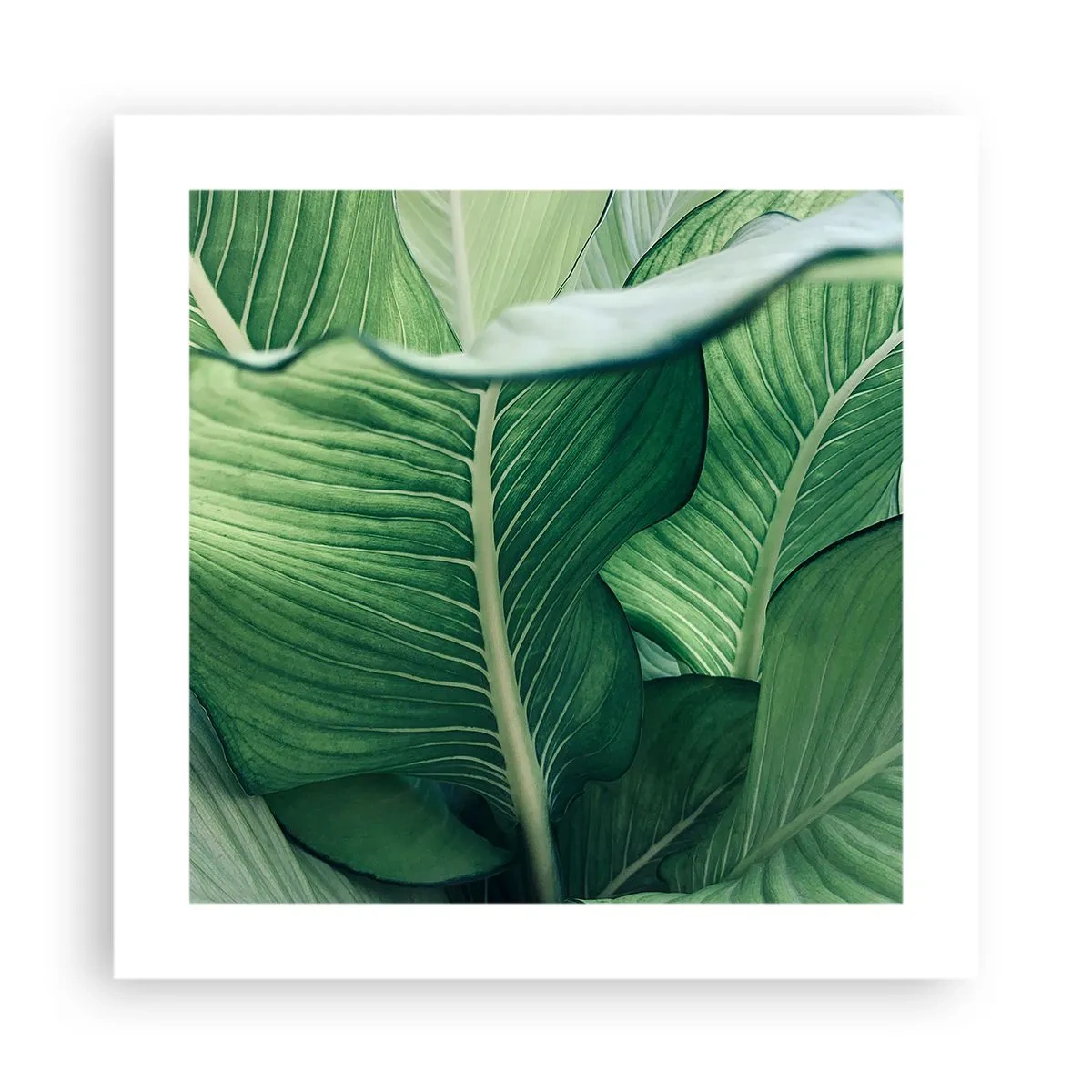 Poszter - Intenzíven zöld élet - 40x40 cm