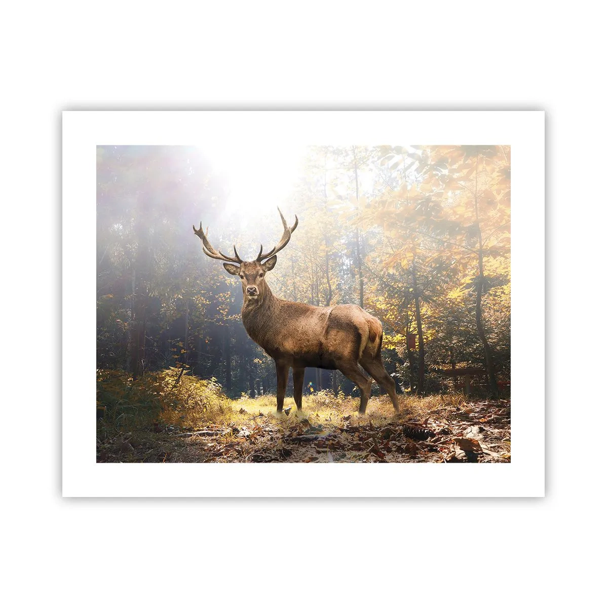 Poszter - Teljes fenségben - 50x40 cm