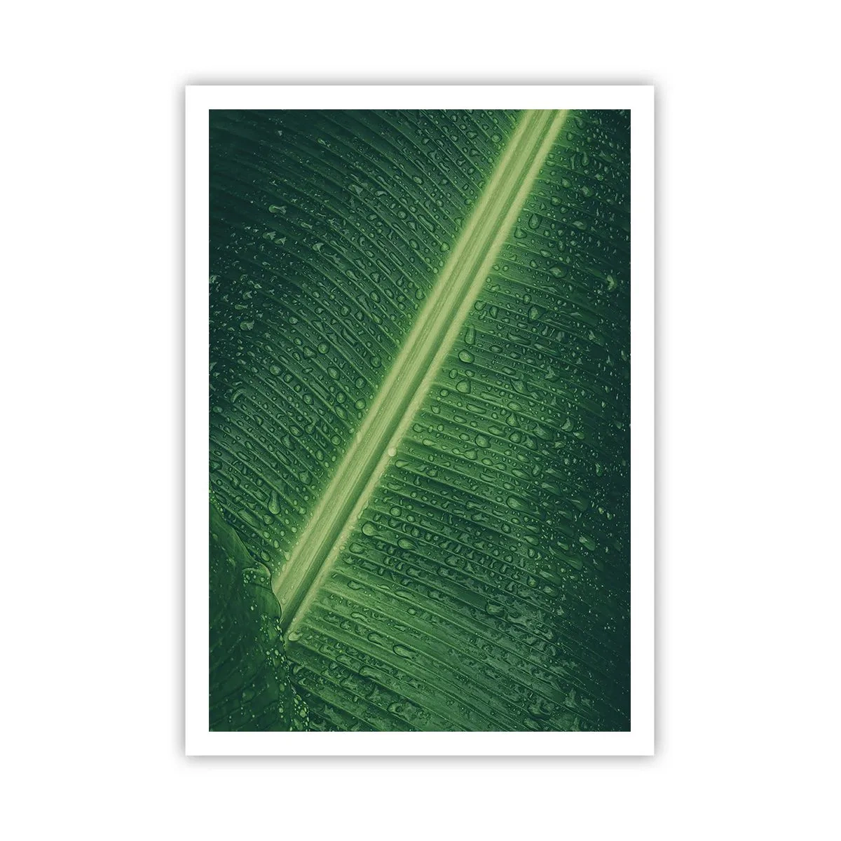 Poszter - A növényzet szerkezete - 70x100 cm