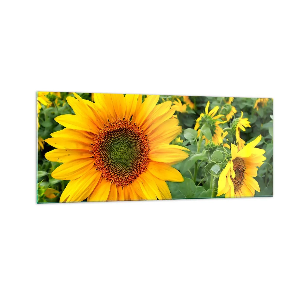 Üveg kép - Napok százai tűztek fel - 100x40 cm