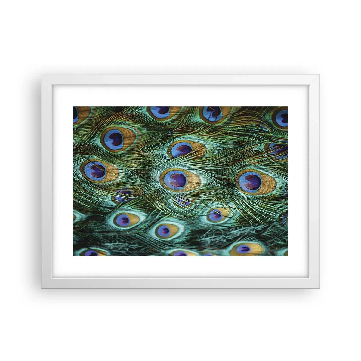 Poszter fekete keretben - Pávaszemű pillantás - 40x30 cm