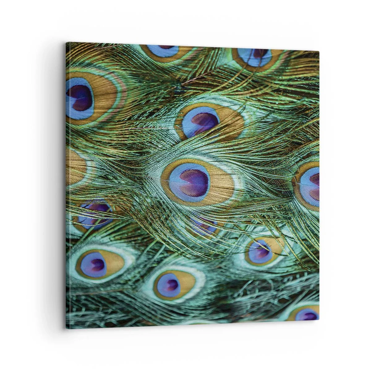Vászonkép - Pávaszemű pillantás - 60x60 cm