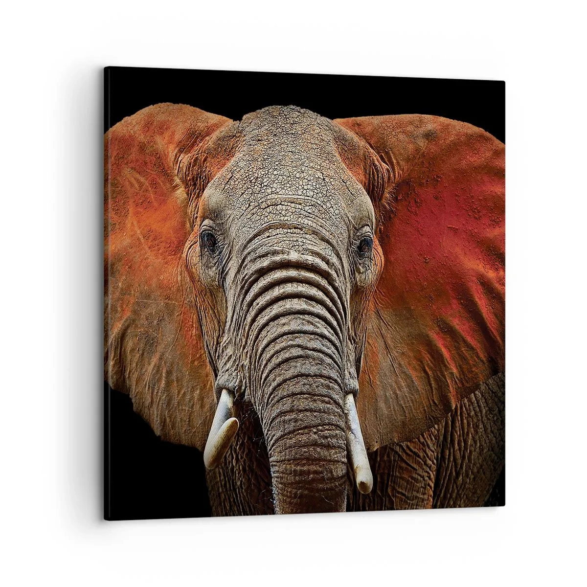 Vászonkép - Én vad vagyok, és te? - 50x50 cm