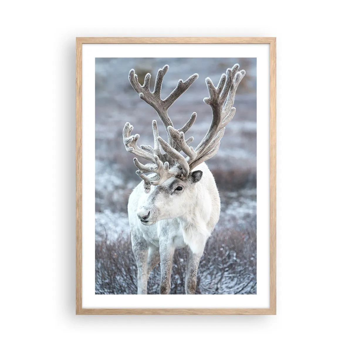 Poszter világos tölgy keretben - Portré a napon - 50x70 cm