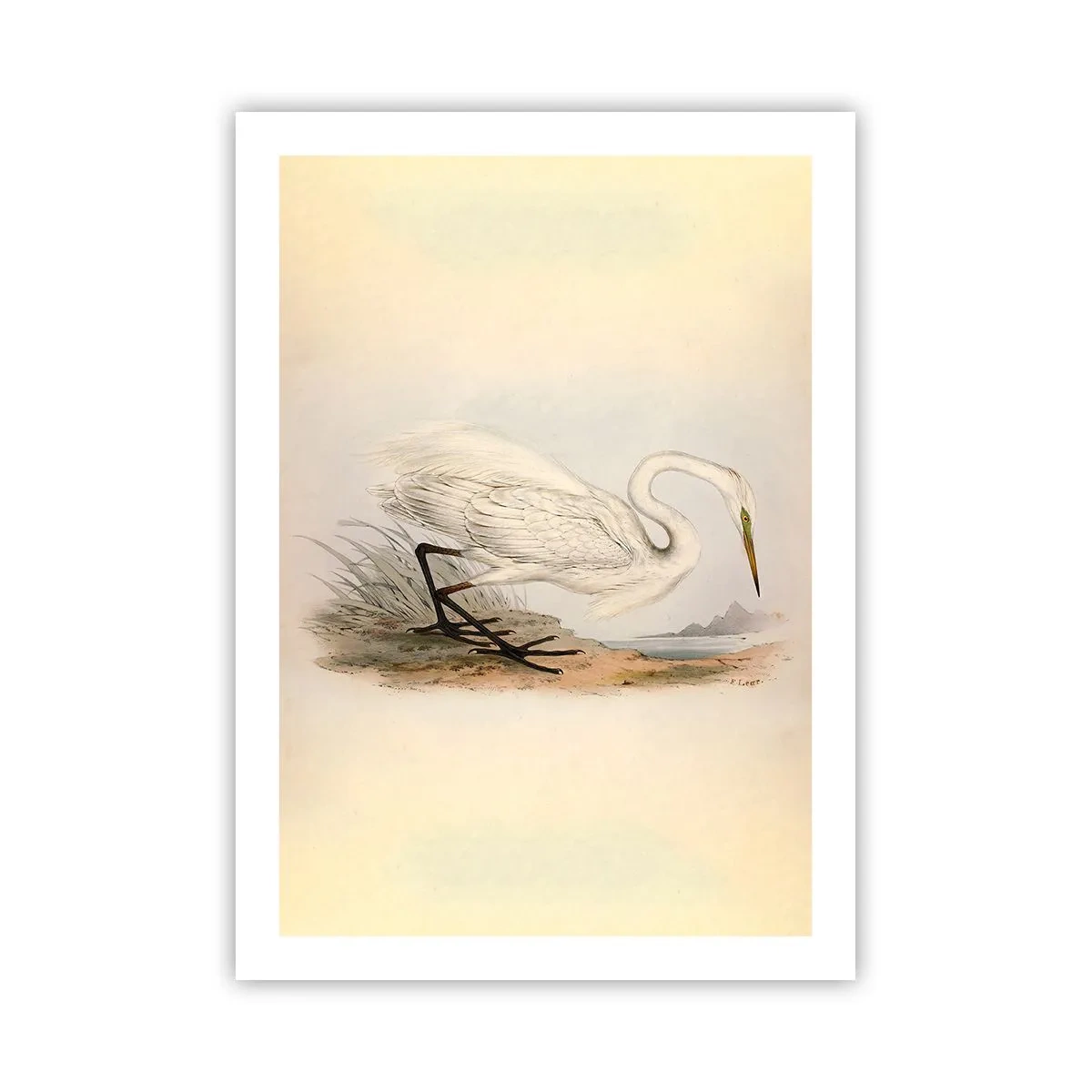 Poszter - Hölgy a nádasban - 50x70 cm