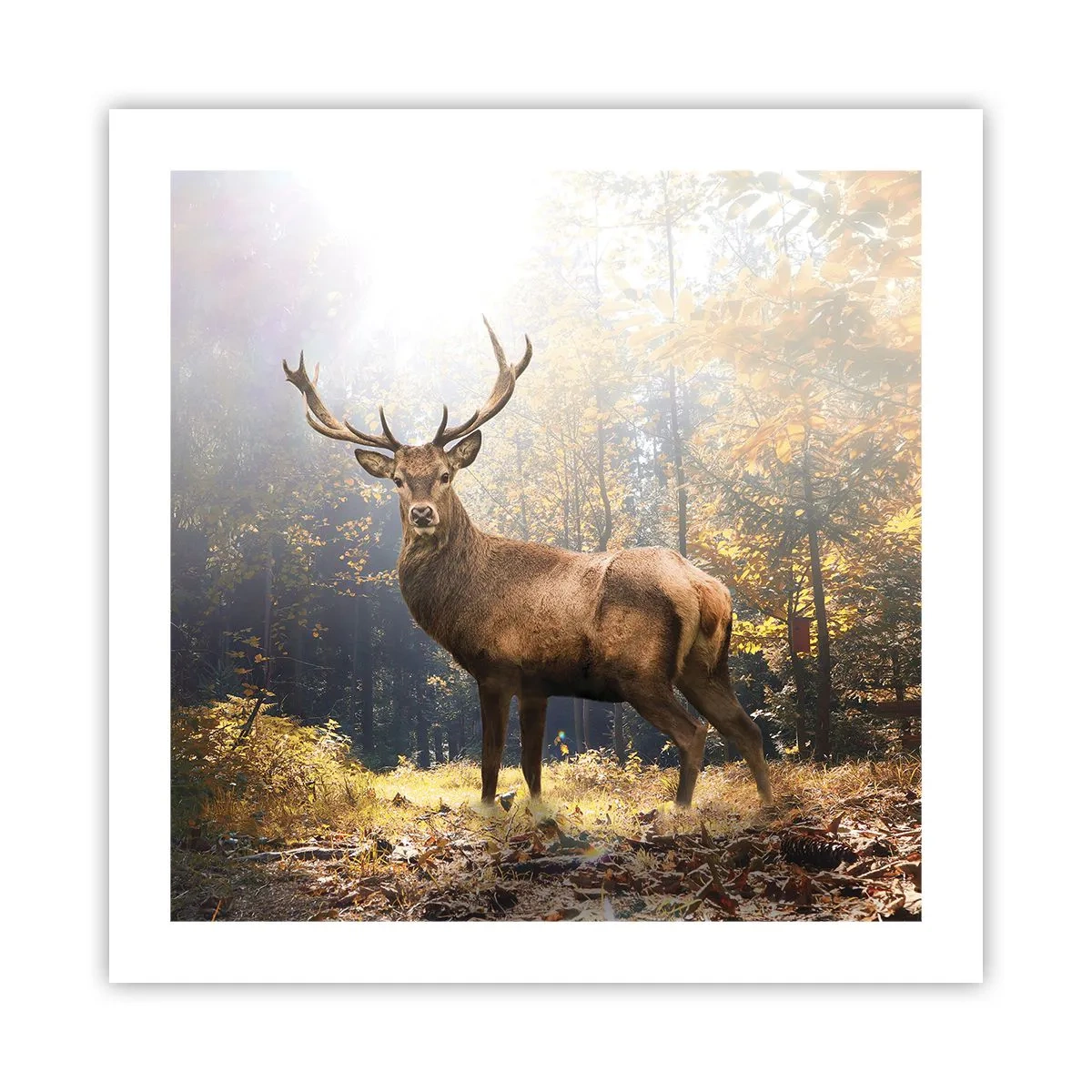 Poszter - Teljes fenségben - 50x50 cm