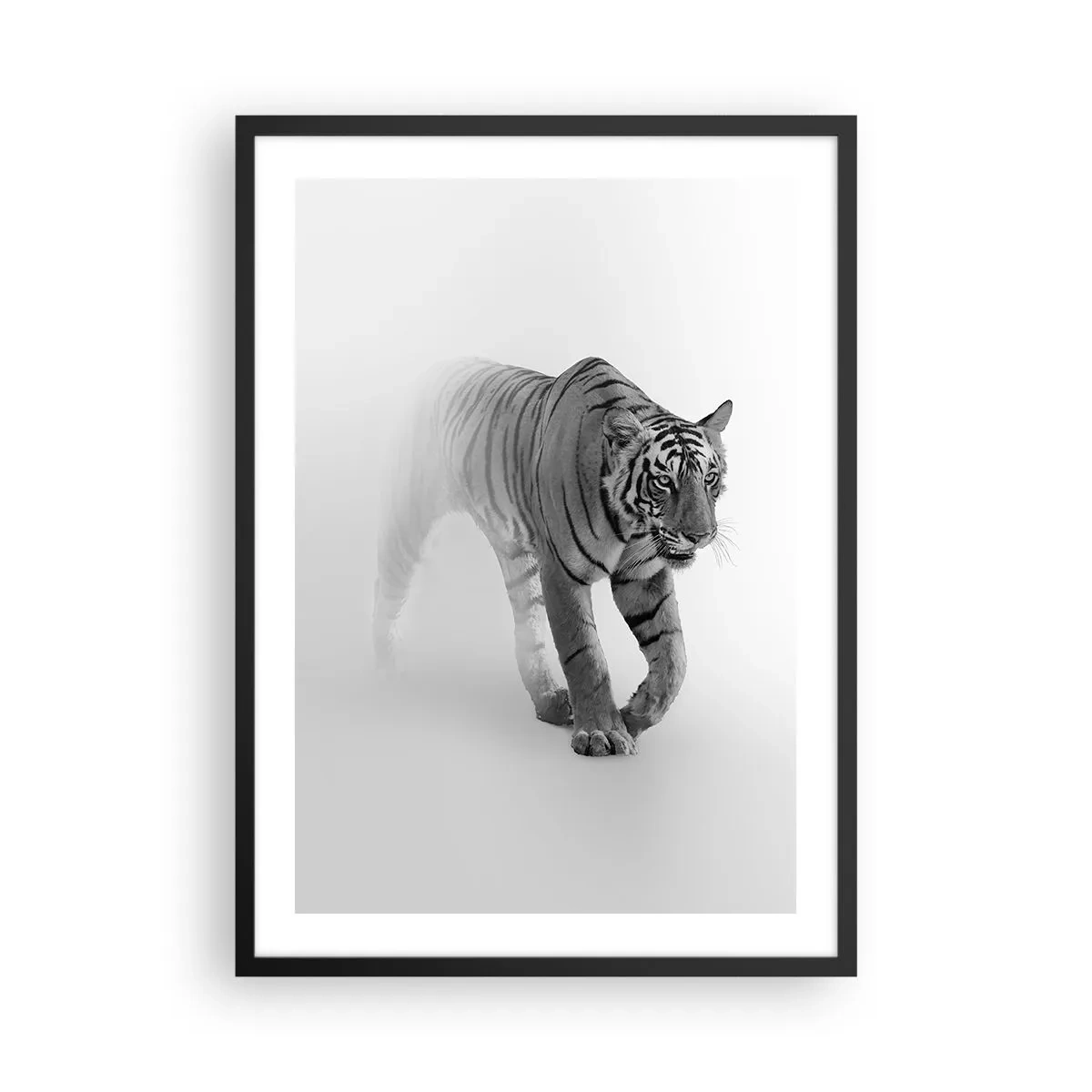 Poszter fehér keretben - Egy fekete-fehér tigris bújik elő a ködből - 50x70cm - Elrejtőzik a ködben - Modern fali dekoráció nappalihoz és hálószobához ARTTOR