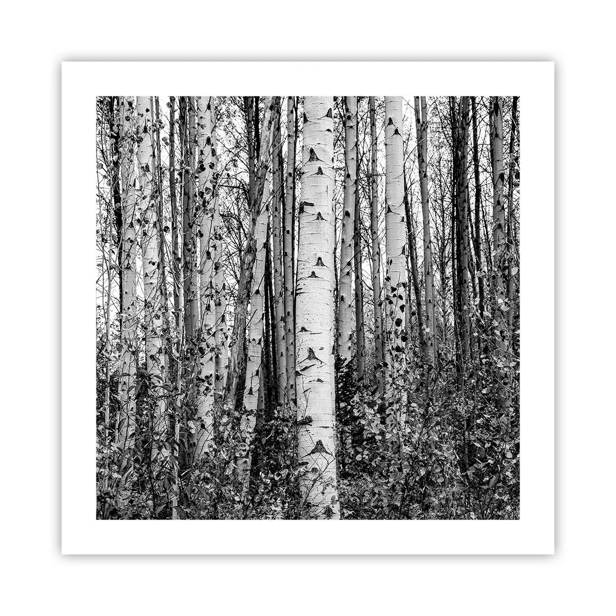 Poszter - Nyírfa oszlopsor - 50x50 cm