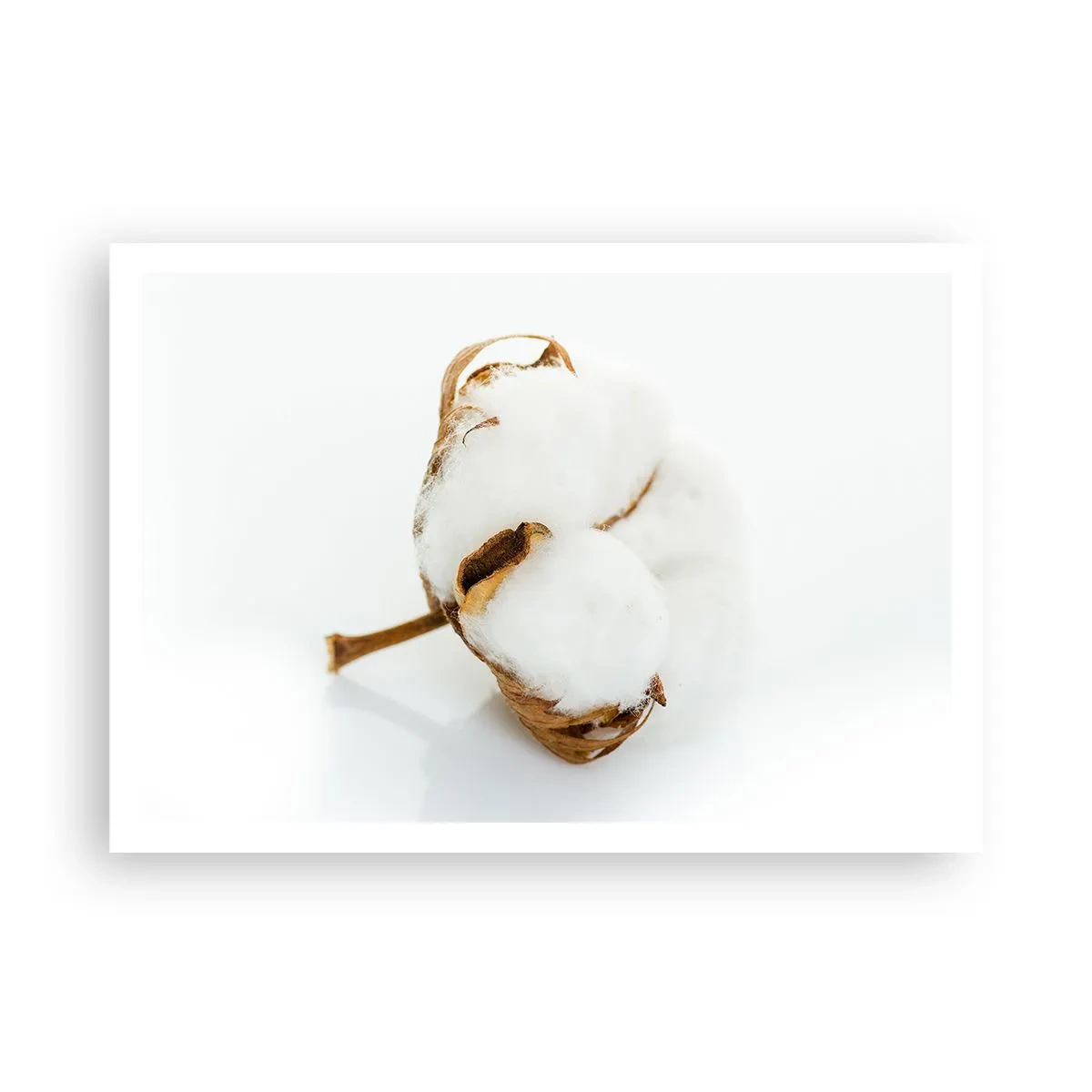 Poszter - Lágy természetű - 100x70 cm