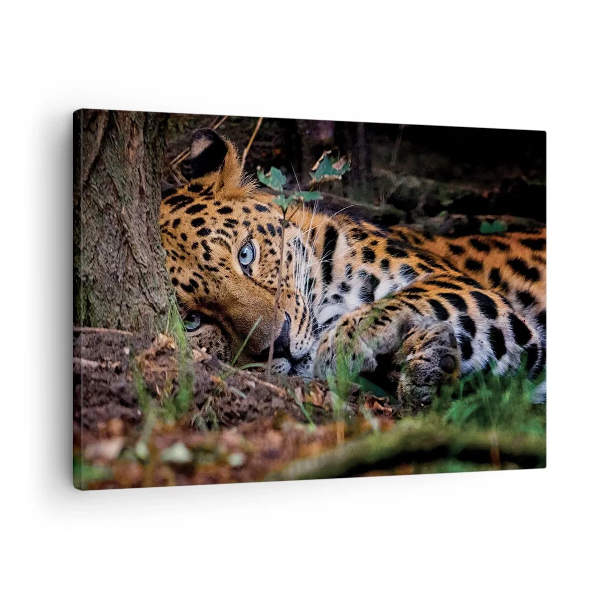 Vászonkép - Egy leopárd fekszik a fák árnyékában - 70x50cm - Bízz bennem - Modern fali dekoráció nappalihoz és hálószobához ARTTOR
