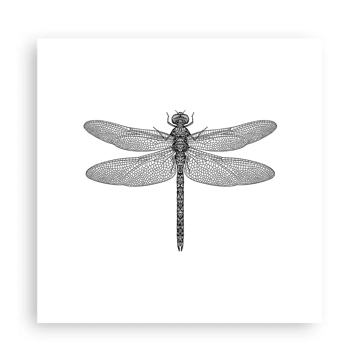 Poszter - A természet precizitása - 30x30 cm