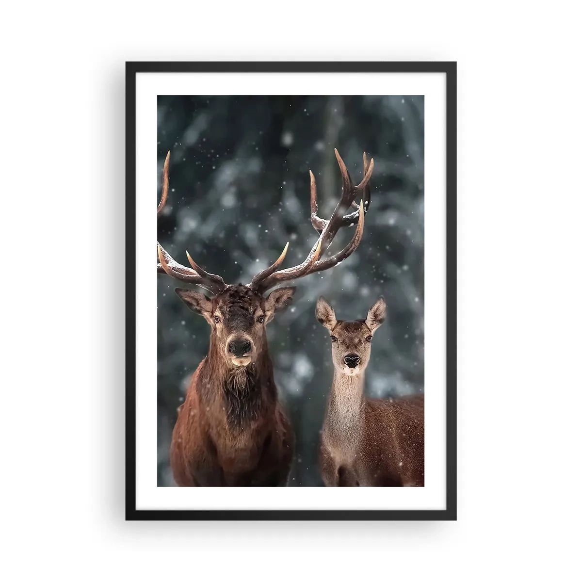 Poszter fehér keretben - Egy pár szarvas a téli erdő hátterében - 50x70cm - Az erdő ura a feleségével - Modern fali dekoráció nappalihoz és hálószobához ARTTOR