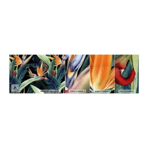 Fotótapéta Minta Standard Eco - A trópusok lángoló virágai - Strelitzia Royal, Virág, Afrika - 100x30 cm