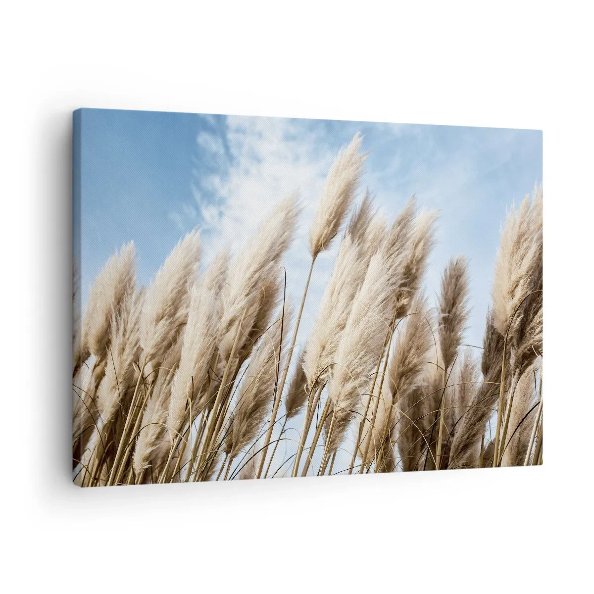 Vászonkép - Finom pampafüvek kék égen, könnyű felhőkkel - 70x50cm - Napos és szeles simogatás - Modern fali dekoráció nappalihoz és hálószobához ARTTOR